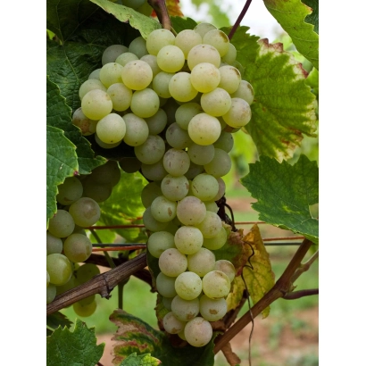 Співзрілий виноград сорту Золотистий стійкий на лозі