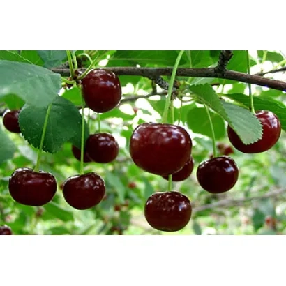 Fresh cherries on a branch - Alpha