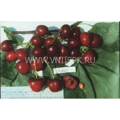 Сорт вишни Алая на ветке с плодами и листом