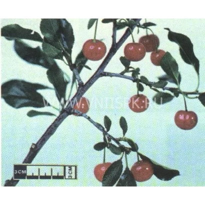 Ветка вишни с плодами и меткой 2 см - Алтайская крупная