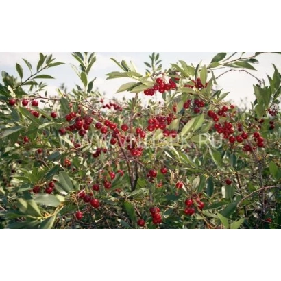 Куст вишни с красными ягодами на фоне зелени - Алтайская ласточка