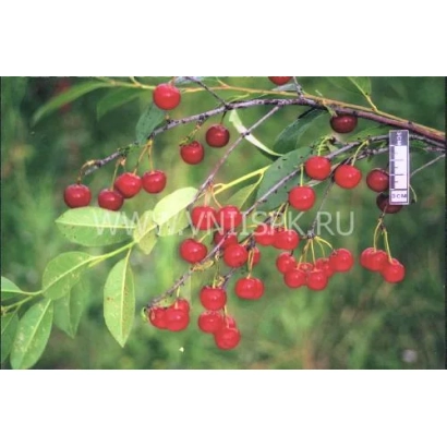 Сорт вишни Алтайская ранняя на ветке с плодами