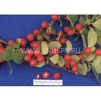 Ветка с красными ягодами вишни на синем фоне - Амурка