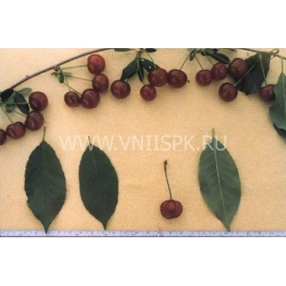 Свежая вишня с листьями на светлом фоне - Ашинская