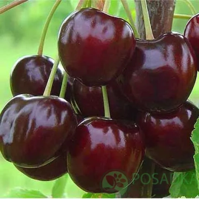 Сочна темно-червона вишня на гілці - Бігарро Старкінг Харді Джайєнт