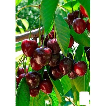 Сочные ягоды вишни на ветке - Бирюза