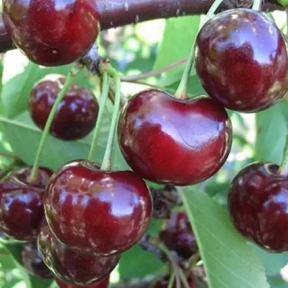 Fresh cherries on a branch - Boguslavka