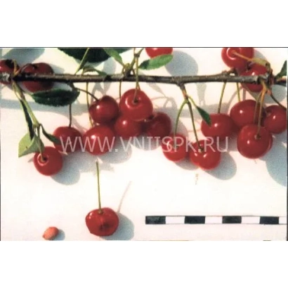 Cherry on branch, variety Bolotovskaya