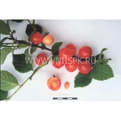 Cherry branch with fruits on white background - Tsarevna