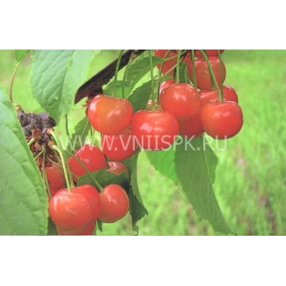 Сочные красные вишни на ветке с зелёными листьями - Дончанка