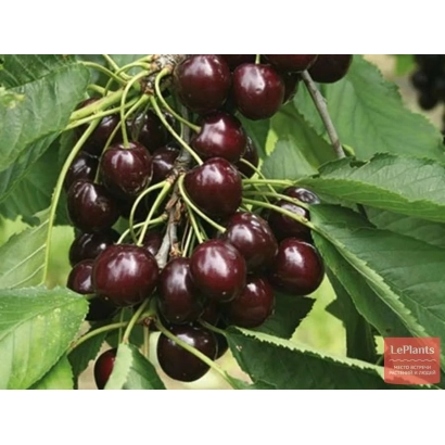 Вишня Донецький вугілечок на гілці