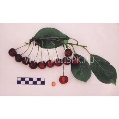 Свежие вишни на ветвях с листьями и эталонным образцом - Дубовочка