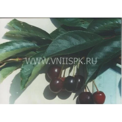 Вишня сорту Димка на гілці з листям