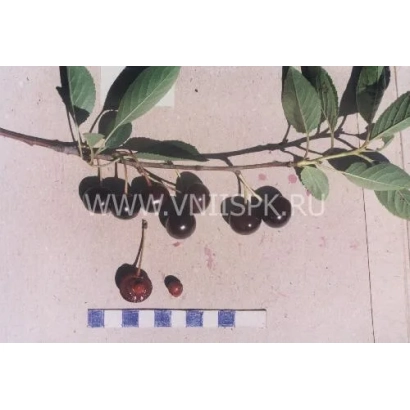 Черешня на ветке с плодами и цветочными почками - Финаевская