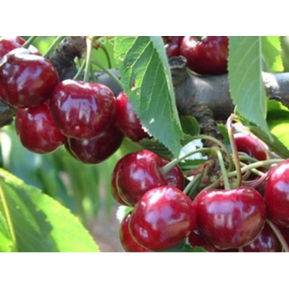 Сочные красные вишни на ветке с зелеными листьями - Фолфер 2