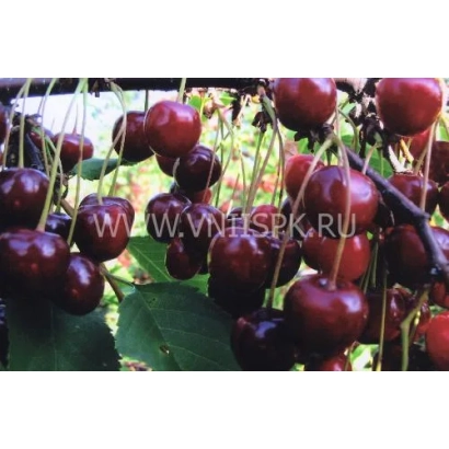 Свежие вишни на ветке - Гирлянда