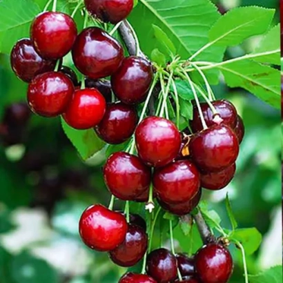 Сочні червоні вишні на гілці - Гриот мелітопольський