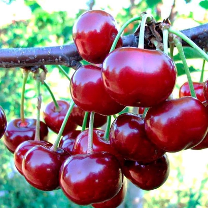 Ripe red cherries hanging on a branch - Griot Podbelsky