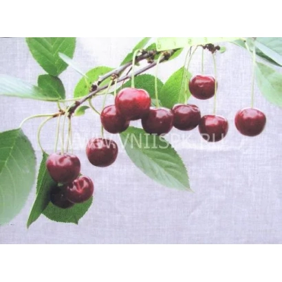 Свежая вишня на ветке с зелеными листьями - Харитоновская