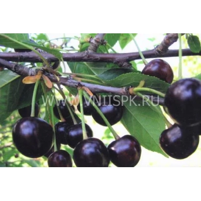 Cherries on a branch with leaves - Khutoryanka