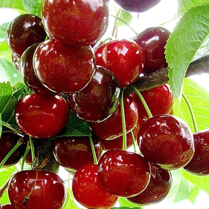 Свежие красные вишни на ветке - Игрушка