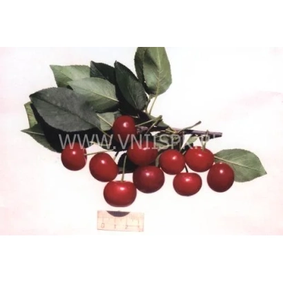 Червоні вишні на гілці з листям - Іграшка