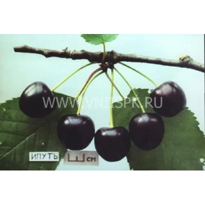 Сорт вишни Ипуть на ветке с плодами