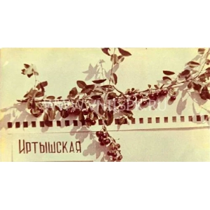 Фотография с надписью «Иртышская» и ветвью вишни