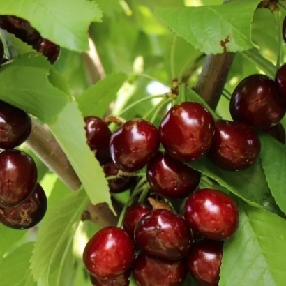 Дозрілі темно-червоні вишні на гілці з зеленими листками - Ізюмний