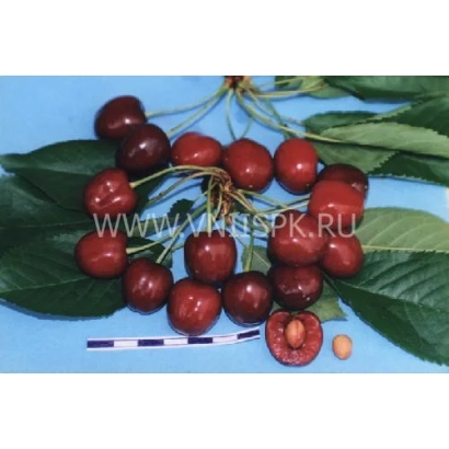 Свіжі вишні сорту Кавказька покращена на гілці з листям та розрізаною ягідкою