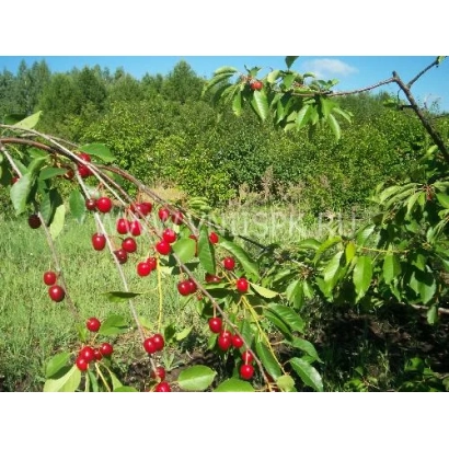 Clusters of red berries on a cherry branch against a green field - Serviceberry