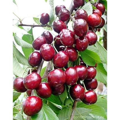 Сочні червоні вишні на гілці - КОНТРАСТНА