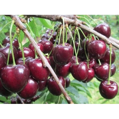 Спелые тёмно-красные вишни на ветке - Кордия