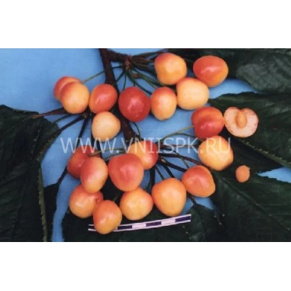 Вишня Краса Кубани на ветке с листьями