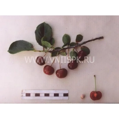 Вишня на ветке с листьями и измерительной линейкой - Краса Татарии