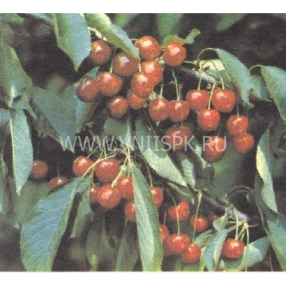 Сочные красные вишни на ветке - Краснодарская Ранняя