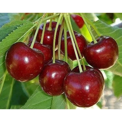 Свіжі червоні вишні на гілці - Ксенія