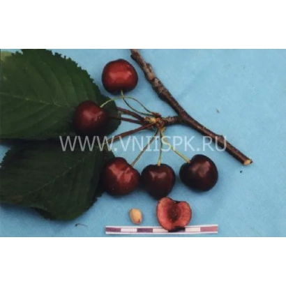 Вишня Кубанська на гілці з листям