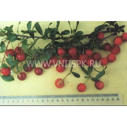 Свежая вишня сорта Курчатовская на ветке с линейкой для масштаба