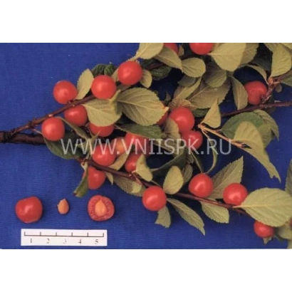 Cherry branch with berries and seeds on a blue background - Summer
