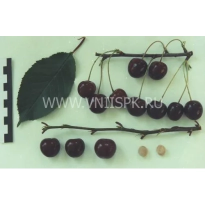Черешня на гілках з листом та кістками - Ливенська