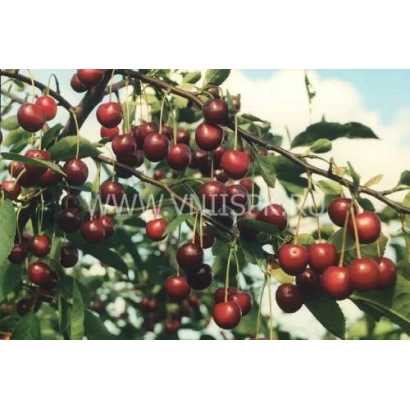 Сорт вишни Лотовая на ветке