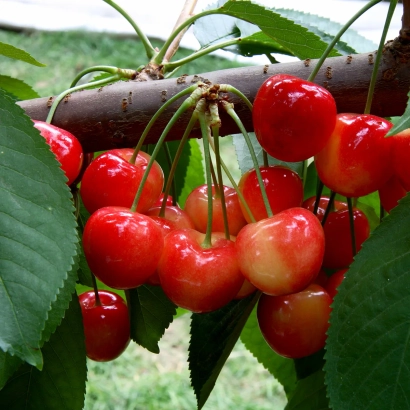 Сочные красные вишни на ветке с зелёными листьями - Любава