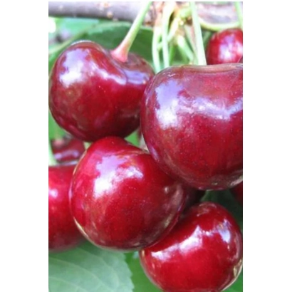 Свежая вишня Любская на ветке - Любская / Любська