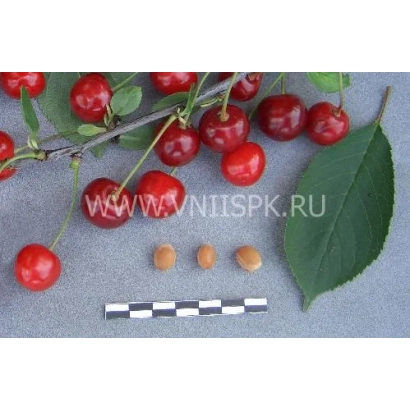 Свіжа вишня Любська на гілці з листям та кісточками поруч