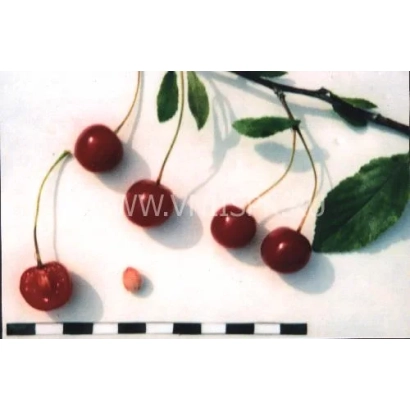 Fresh cherries on a branch with leaves - Mayak