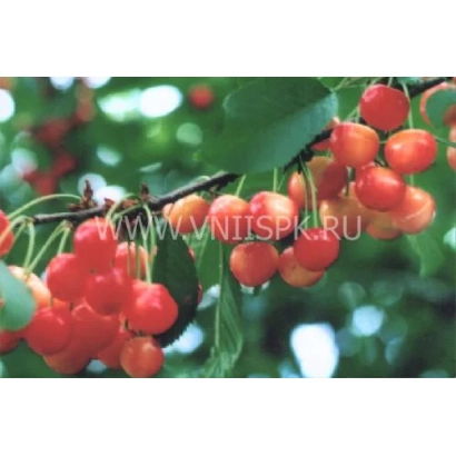 Сочні червоні вишні на гілці з зеленими листям - Мічурінка