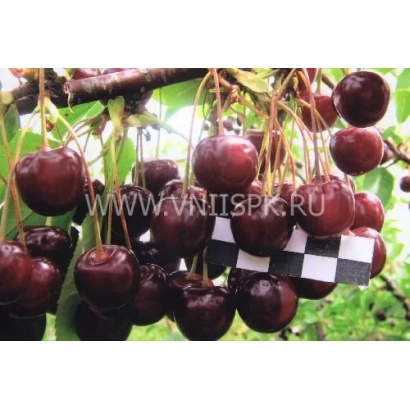Свежие вишни на ветке - Морозовка