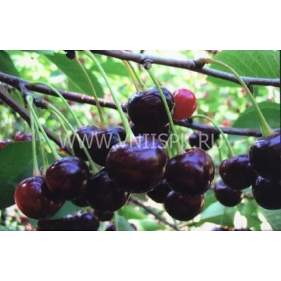 Fresh cherries on a branch - Hope