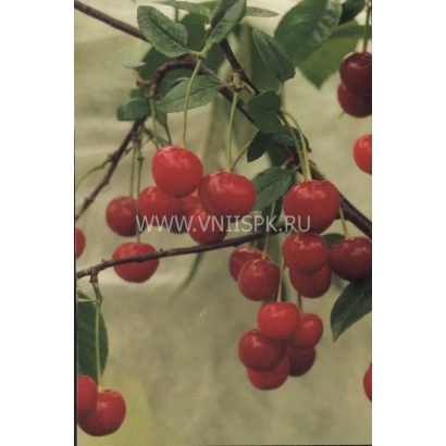 Свежая вишня на ветке - Нортстар